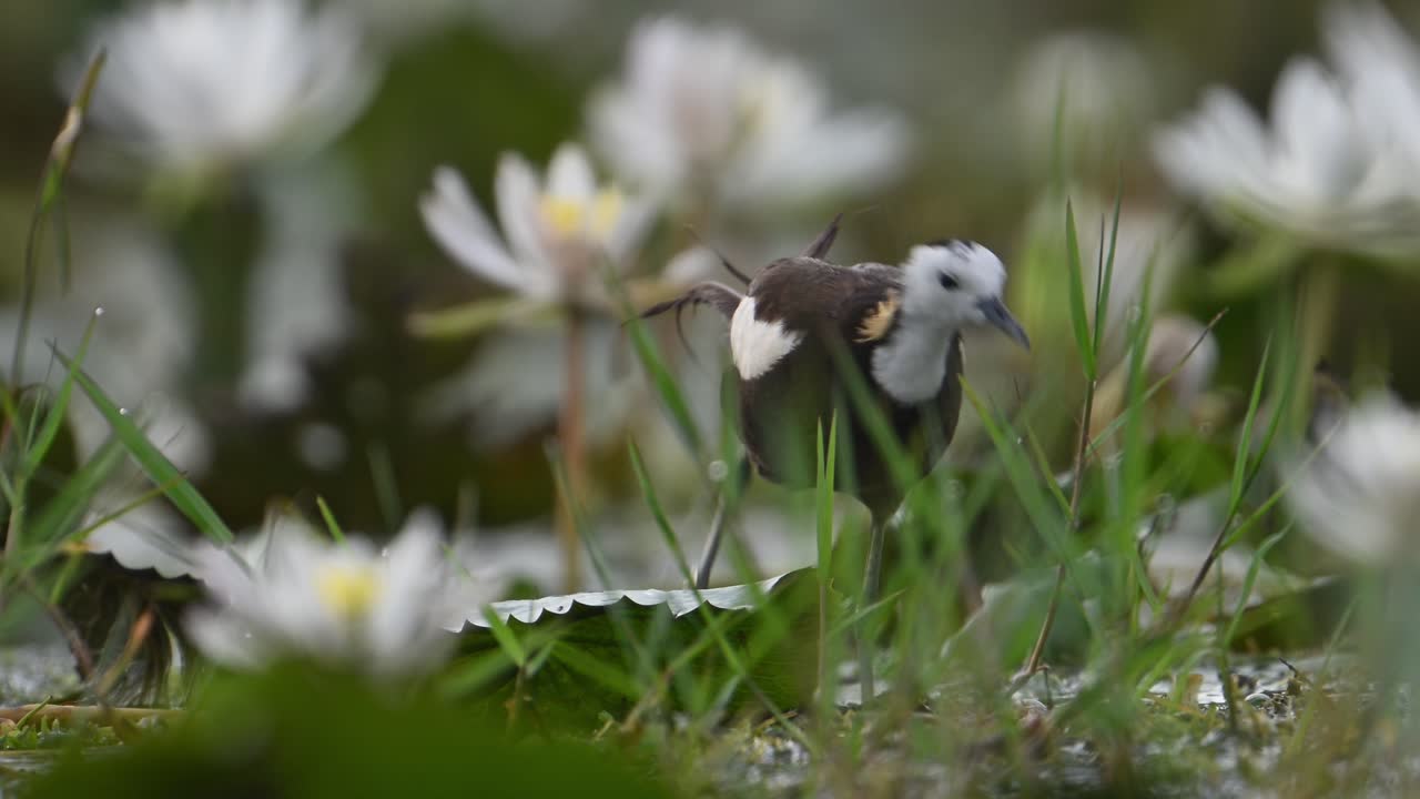 파산  ⁇ 리 자카나 의 극단적 인 클로즈업  ⁇