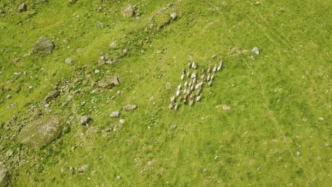 Aerial-top-view-of-mountain-goats-travelling-through-the-mountains