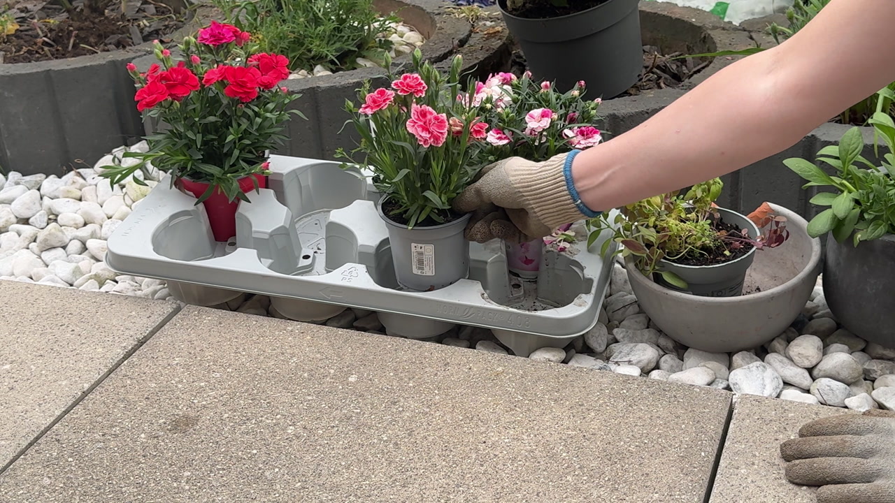 Close-up of a woman placing small potted flowering plants into a tray in a garden setting. Bright blooms and greenery highlight spring planting, organization, and outdoor home gardening activity.