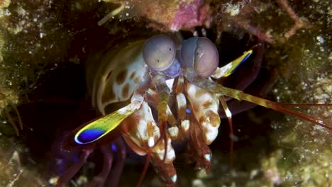 zoom-in shot of mantis shrimp eye apparatus