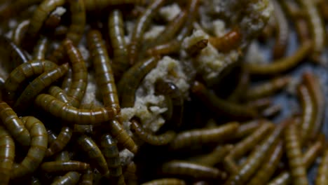 The-Mealworm-is-a-species-of-Darkling-Beetle-used-to-feed-pets-like-fish,-snakes,-birds,-and-frogs