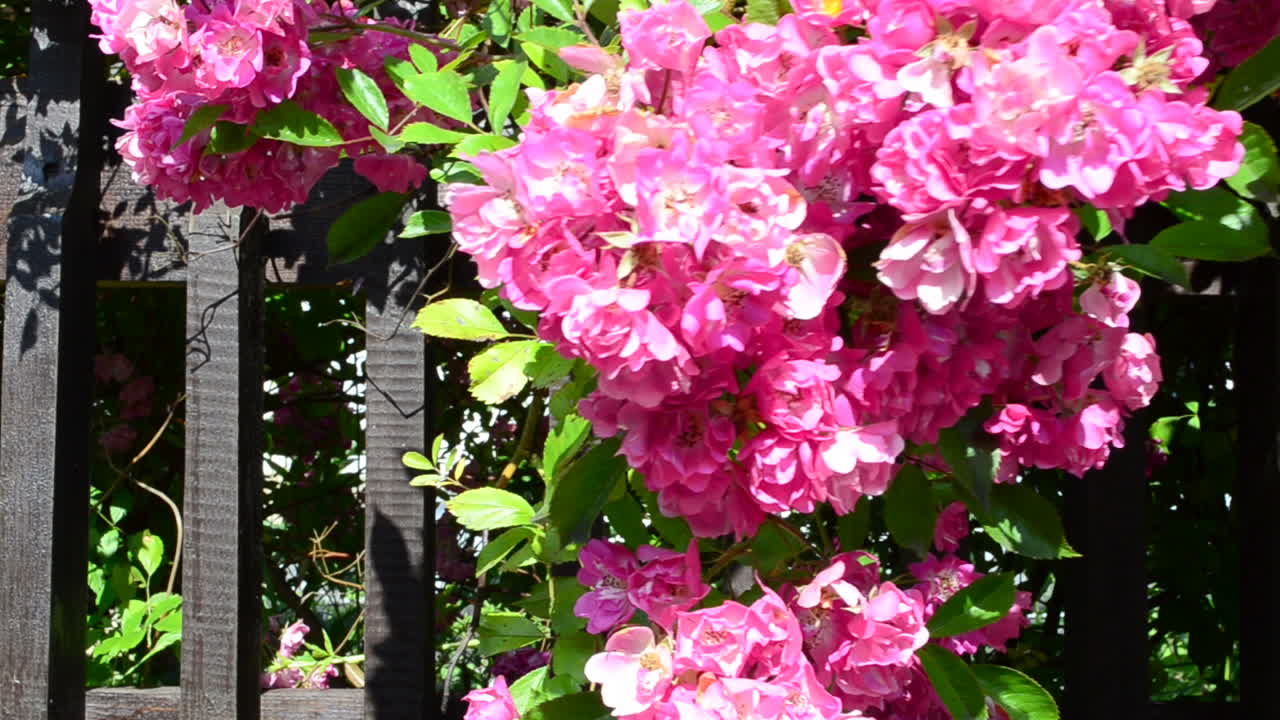 Flowers in the yard of the house. Beautiful flowers in a fence