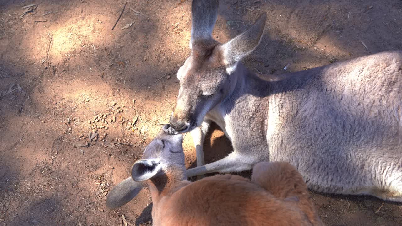 Vertical close up shot capturing a social interaction between mother and child red kangaroo, macropus rufus in its natural habitat, kissing, nuzzling and nose touching each other to form a bonding