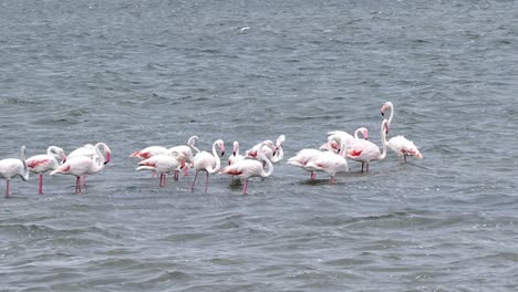 grandes bandadas de rosa flamingo phoenicopterus roseus en