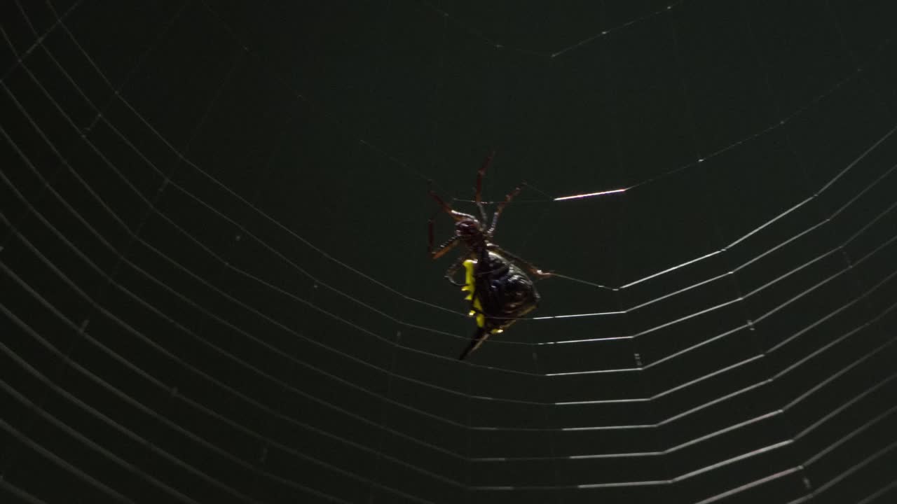 A black and yellow spider spins its web, close up following shot