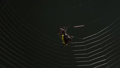 a black and yellow spider spins its web, close up following shot