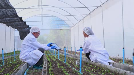 farmer checking fresh organic vegetable in hydroponic smart farm, produce harvest vegetable  agriculture with business, healthy clean food concept.