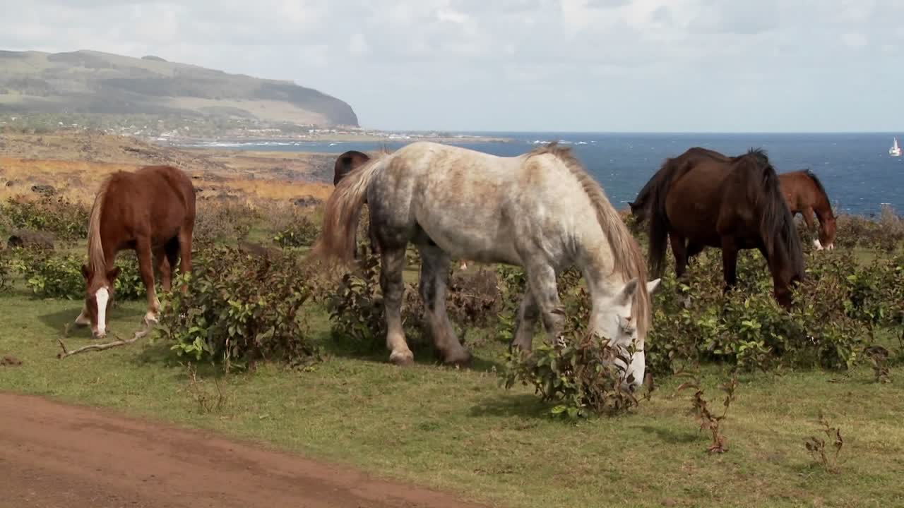 los caballos pastan en la isla de pascua con el pueblo de hanga roa al fondo
