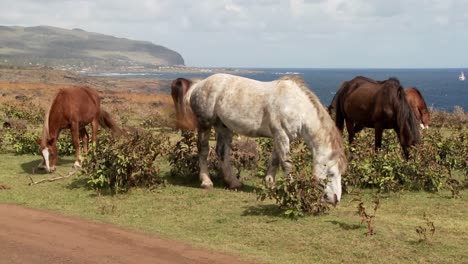 horses graze on easter island with the town of hanga roa in the background