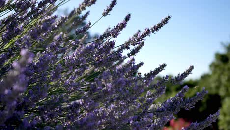 un parche de flores en un vecindario siendo polinizado por abejas