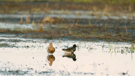 black-tailed godwit during spring migration in wetlands flooded meadow feeding and resting