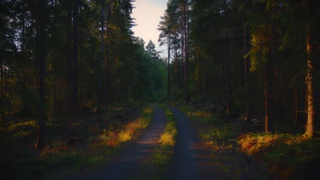 Schotterstraße-Mit-Goldenem-Sonnenlicht-Durch-Einen-Schwedischen-Wald