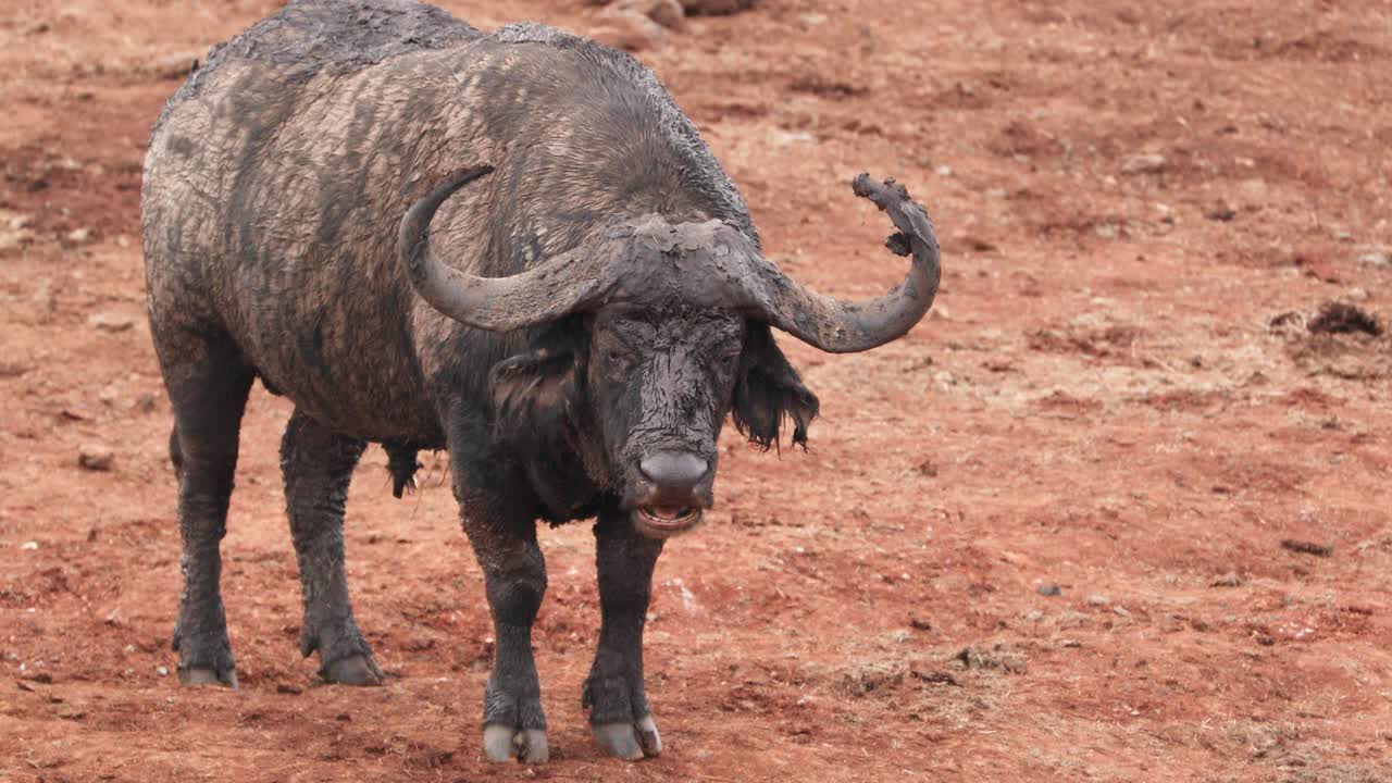 un búfalo adulto cubierto de barro en el parque nacional de aberdare, kenia, áfrica oriental
