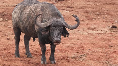 adult cape buffalo covered with mud in aberdare national park, kenya, east africa