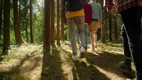 amigos haciendo senderismo en el bosque.