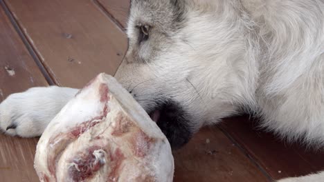 Cachorro-De-Lobo-Gris-Recibiendo-Un-Nuevo-Hueso