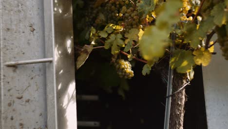 mechanical grape picker beating grapevines to dislodge bunches