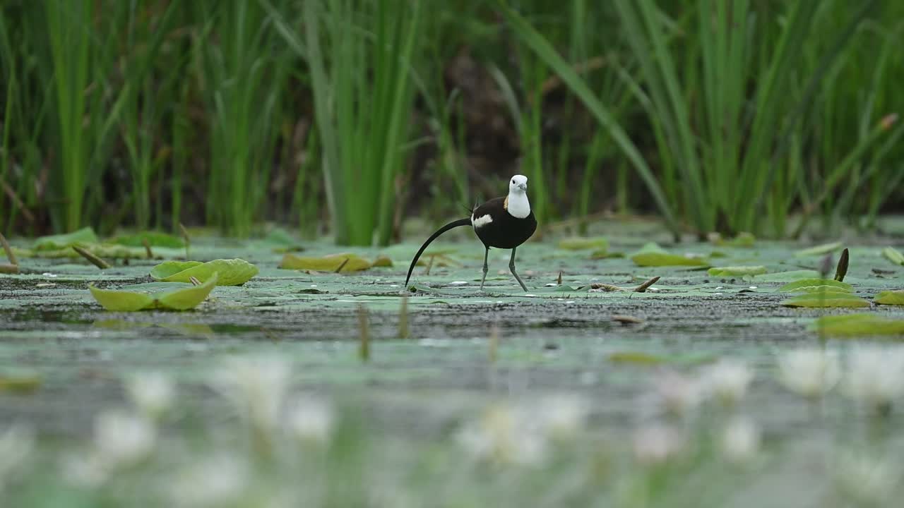 Jacana stands on floating leaves surrounded by gentle calm pond