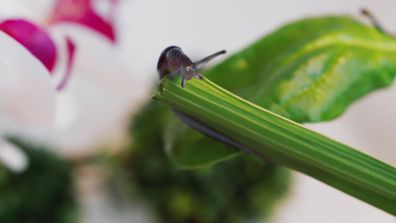 vista macro de caracol desnudo en el borde del tallo de apio verde, enfoque selectivo