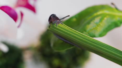 macro view of naked snail on edge of green celery stalk, selective focus