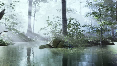 pond in a forest with fog