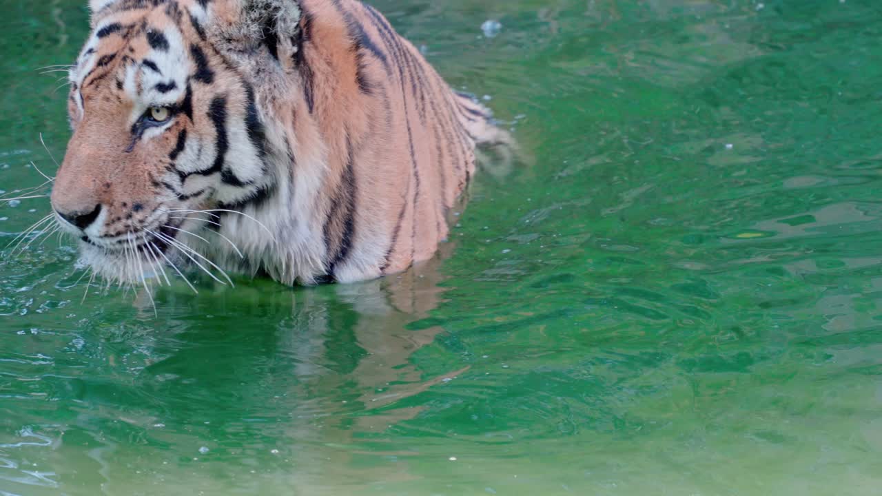 static slow motion shot of a tiger doing a bath and licking water