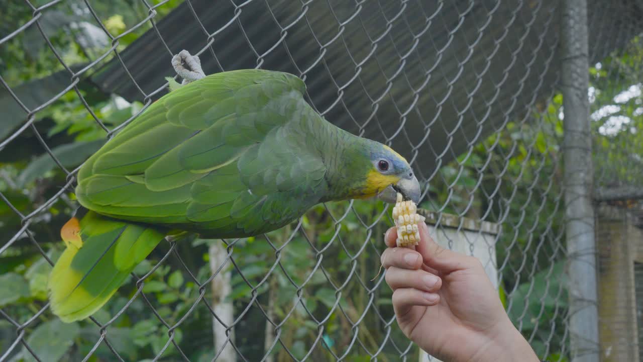 A rescued parrot, once a victim of illegal wildlife trade, eats from a volunteer’s hand at a rehabilitation center. A touching moment in wildlife conservation.