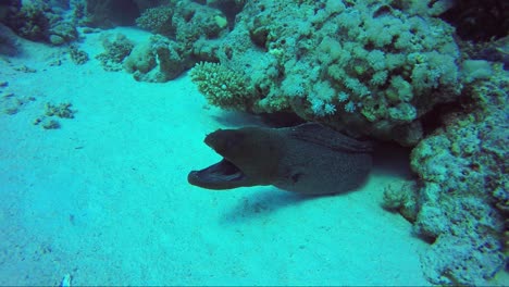 anguila moral gigante ruge desde su hogar en el coral en la arena de un arrecife tropical