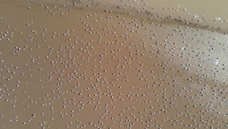 Rotating-aerial-over-flock-of-white-migratory-birds-resting-on-the-sandy-isolated-beach