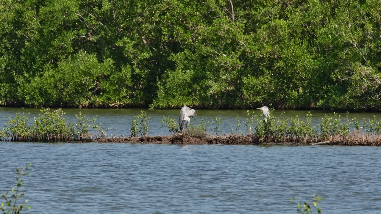 두 개체가 서로 마주보고 있습니다. 그 다음 새가 오른쪽에서 왼쪽으로 날아갑니다.