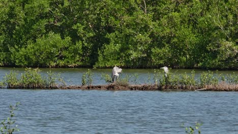 Zwei-Individuen-Stehen-Einander-Gegenüber,-Während-Sie-Sich-Putzen,-Dann-Fliegt-Ein-Vogel-Von-Rechts-Nach-Links,-Graureiher-Ardea-Cinerea,-Thailand