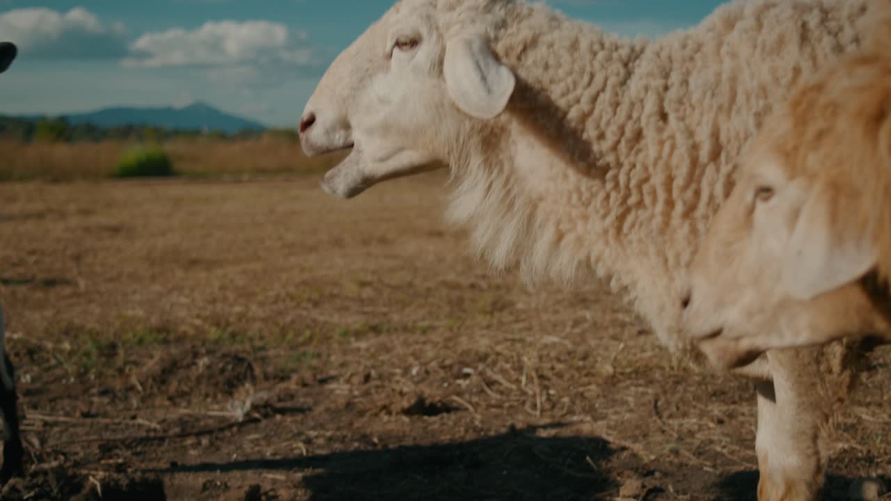 Sheep and Goat in a Field