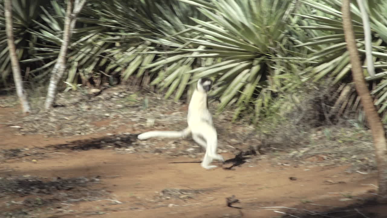 el sifaka de verreaux moviéndose de un árbol a otro saltando sobre un suelo que parece bailar