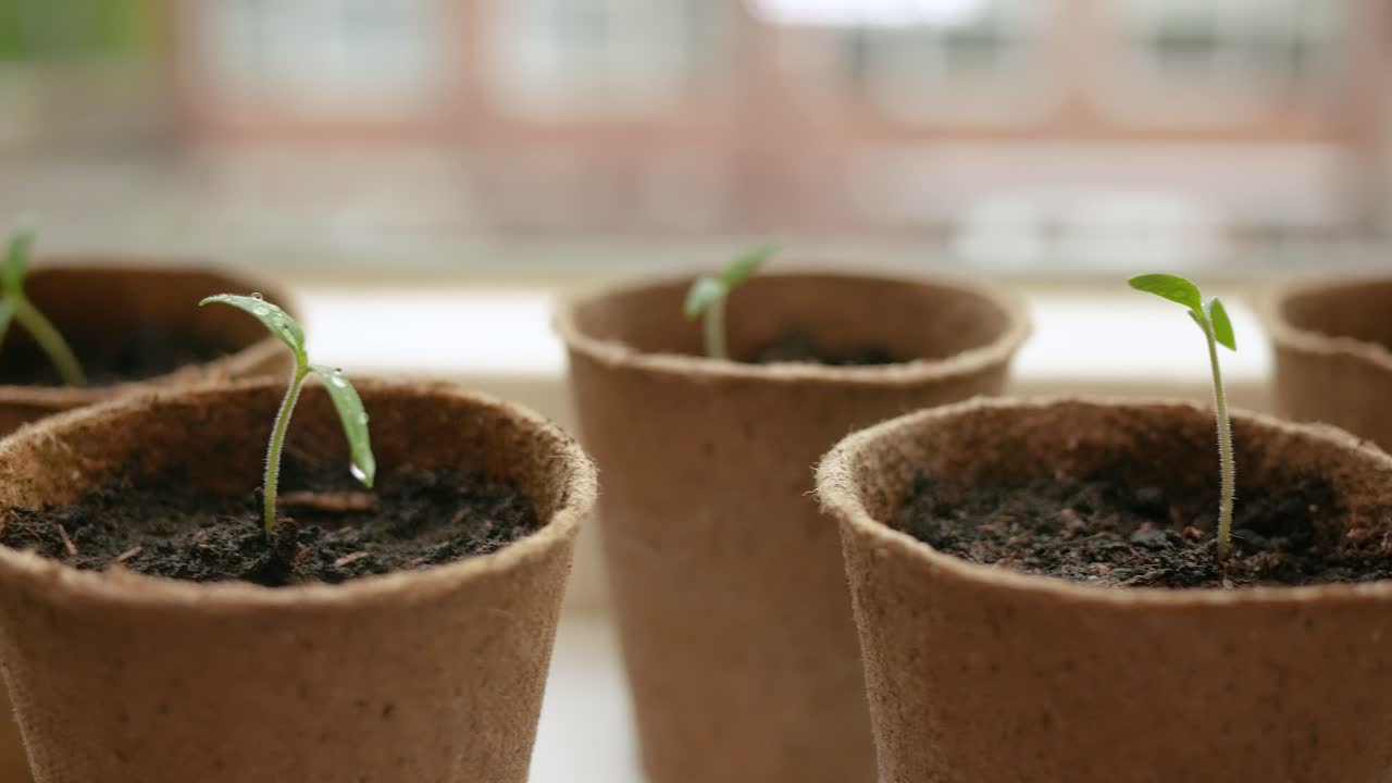 Lateral tracking shot from left to right of green sprouts in paper pots standing on a windowsill.