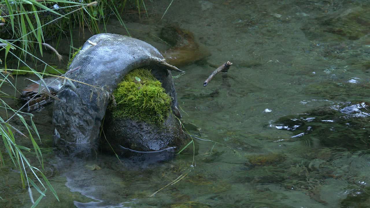 Dead salmon in spawning stream is draped over mossy rock in river