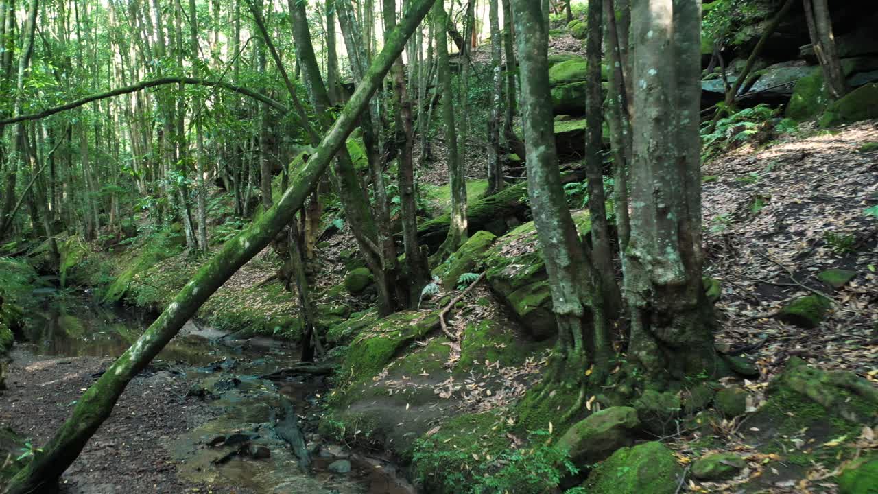 Drone flying through cine forest creek