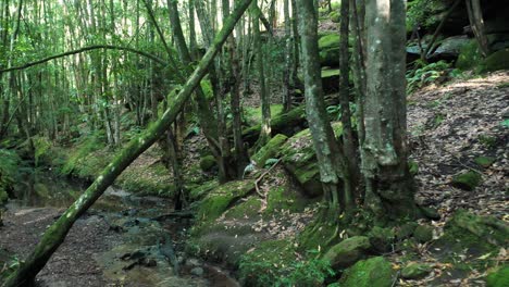 drone flying through cine forest creek