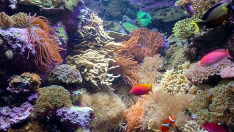 Peces-Tropicales-Vibrantes-En-Un-Arrecife-De-Coral,-Tiro-Estático
