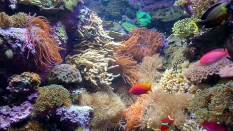 vibrant tropical fish in a coral reef, static shot