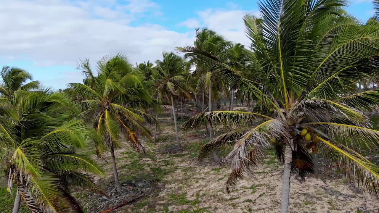 drone cocoteros cielo azul