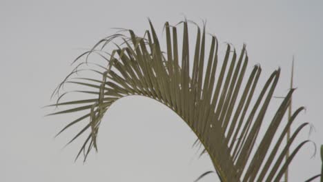 a close-up shot of a palm frond gently swaying in a light breeze, tropical setting