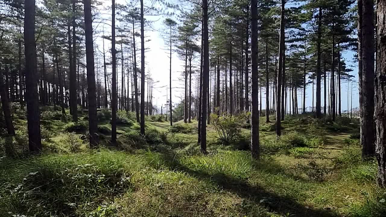 Fogliame boschivo fitto e soleggiato della foresta di Newborough sull'idilliaca costa gallese di Anglesey