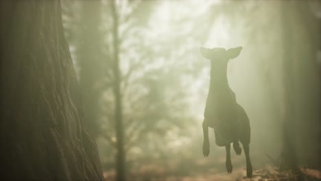 Salto-De-Ciervo-En-Cámara-Lenta-Extrema-En-El-Bosque-De-Pinos