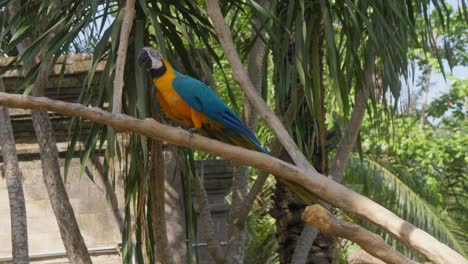 ara ararauna parrot walks on a branch against a backdrop of green trees