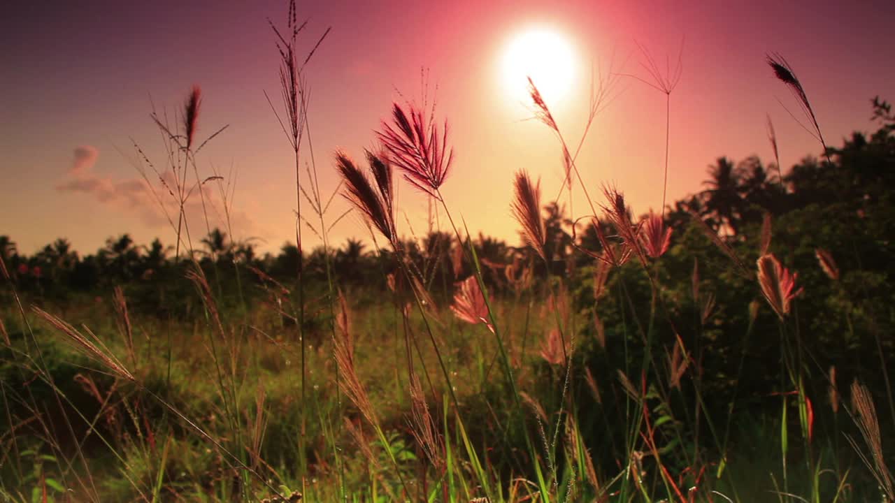 Scenic footage of tall grass swaying gently in the warm glow of a sunset. The reddish-orange light illuminates the seed heads in the foreground, while silhouettes of trees stand against a gradient sky