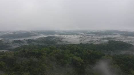 Up-down-vertical-drone-view-of-a-primary-tropical-rainforest,-foggy-and-mystic.