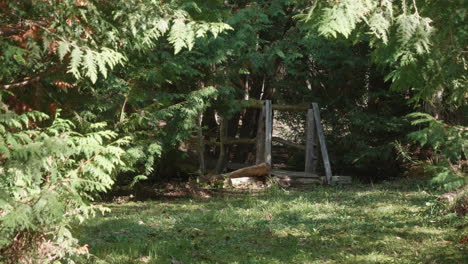 A-shot-under-the-heavy-forest-foliage:-a-wooden-bridge-over-a-stream-is-revealed