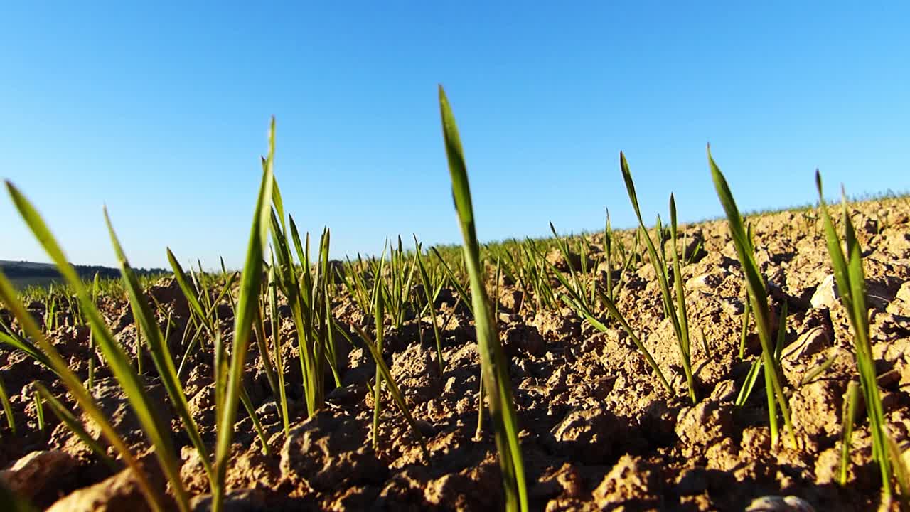cereales de invierno en campos montañosos e infértiles meciéndose con el viento