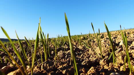 cereales de invierno en campos montañosos e infértiles meciéndose con el viento