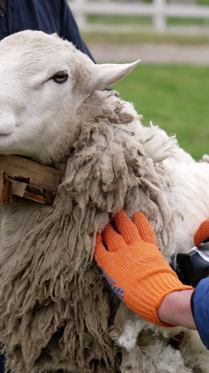 Sheep shearing by electric machine. Farmer shearing white sheep for production of wool fleece. Man cutting wool on a sheep with clipper. Vertical video